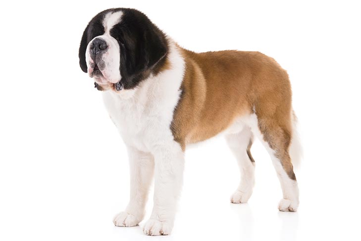 تصویر سنت برنارد (Saint Bernard)